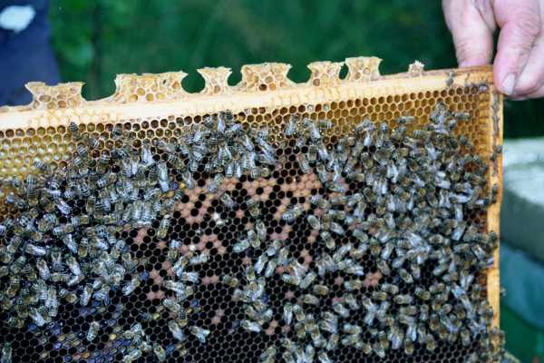 Scheibenhonig mit Bienen
